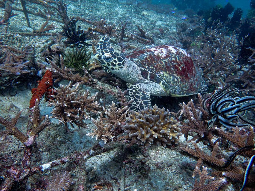 peekholidays-livingseas-padang bai coral planting