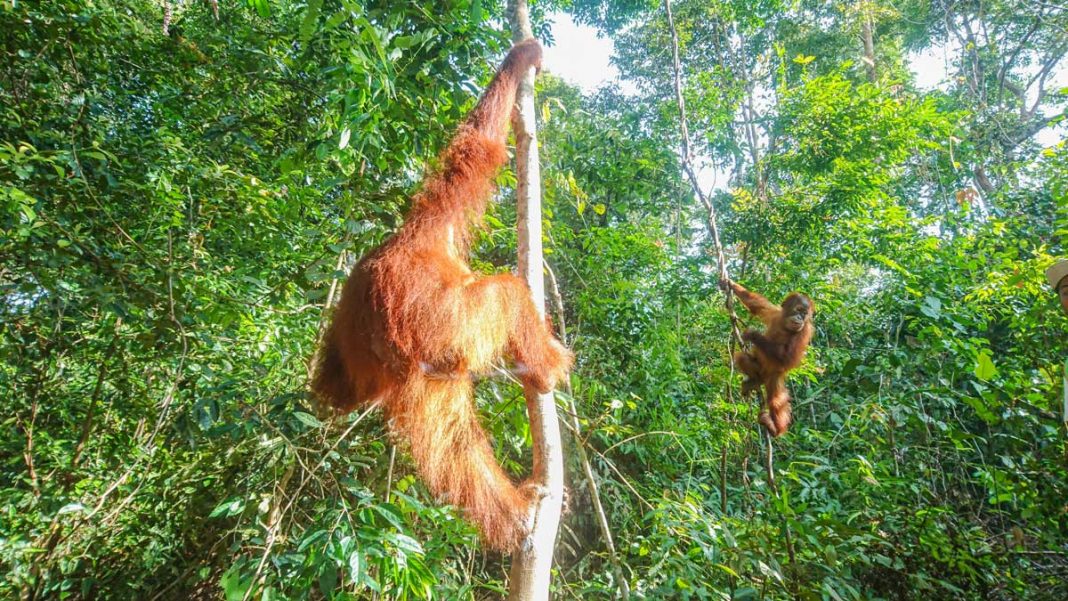 peekholidays-orangutan-wildlife indonesia